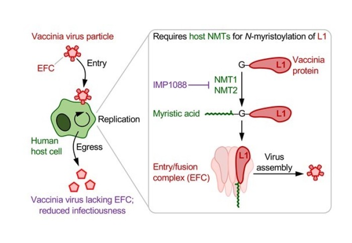 Graphical abstract