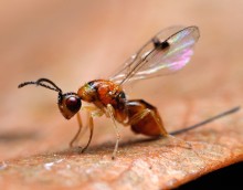 Photo of a parasitic wasp
