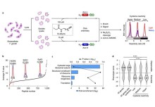 CRISPR-based oligo recombineering in drug discovery