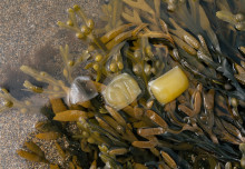 Seaweed packaging startup shortlisted for Earthshot Prize