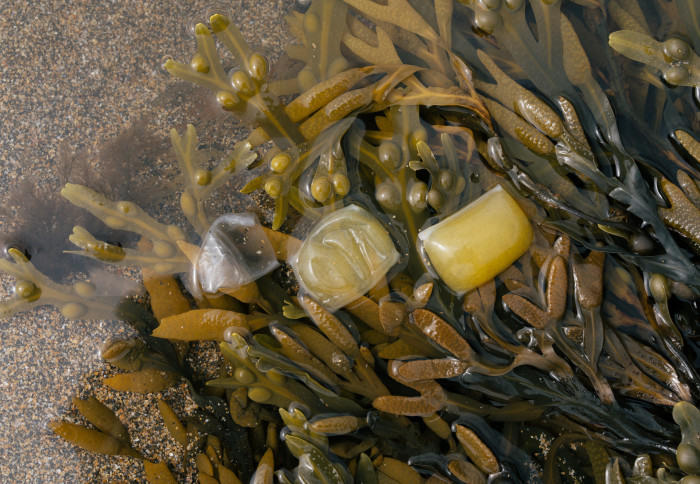 Edible liquid capsules on top of seaweed