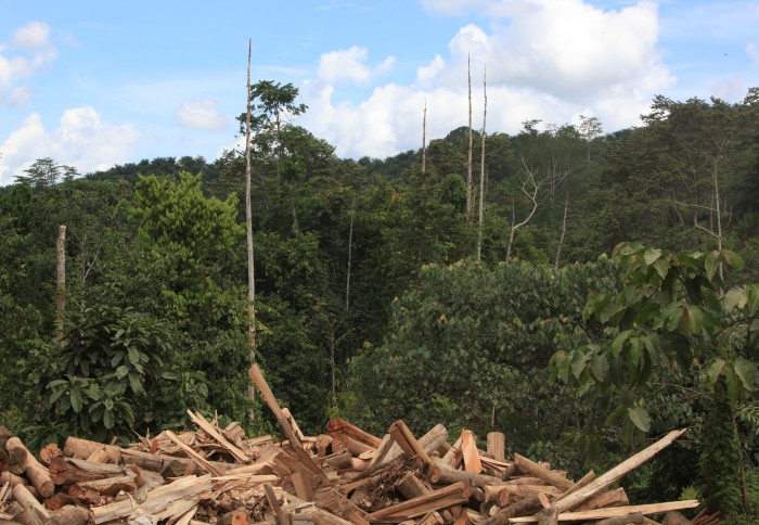 A pile of raw logs in front of a tropical forest