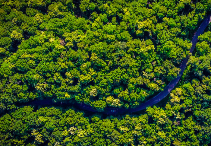 River running through a rainforest