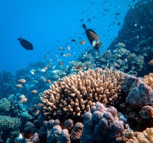 Coral reef biodiversity