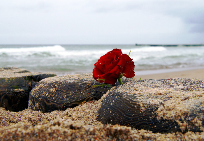 Rose on a beach