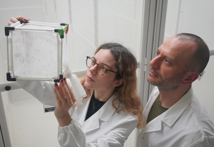 Biocentis scientists examining a cage of transgenic mosquitoes