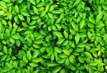 The economics of leaf longevity explained using optimality principles