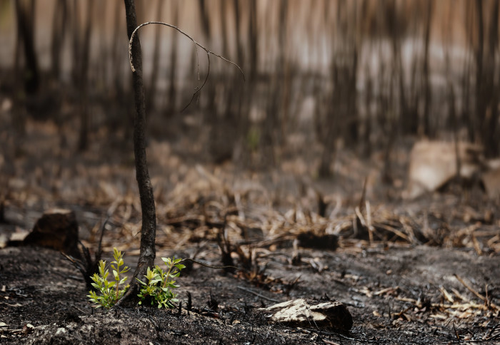 Post fire regrowth