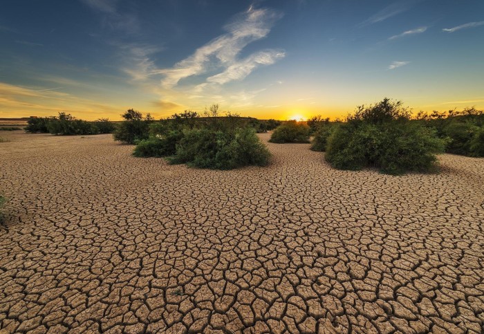 Parched earth at sunset with sparse green shrubs.