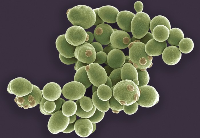 scanning electron micrograph of yeast cells