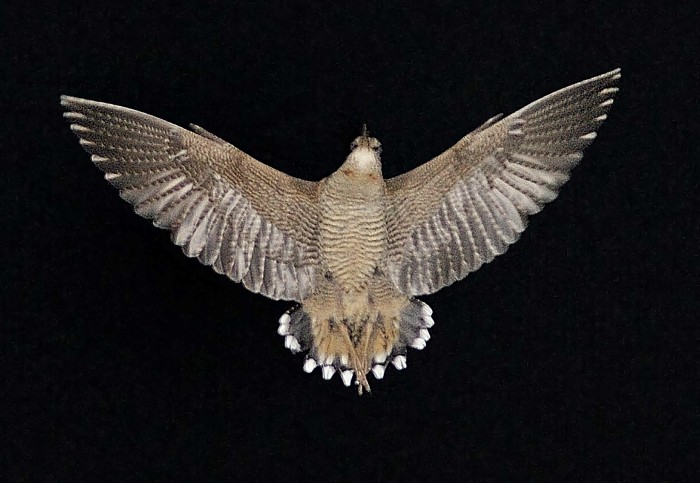 A woodcock flying at night, seen from below