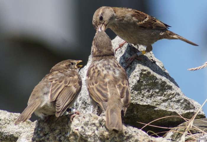 Two sparrows touching beaks as a third watches on