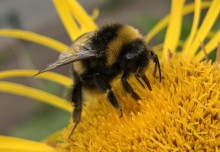 Changing temperatures increase pesticide risk to bees