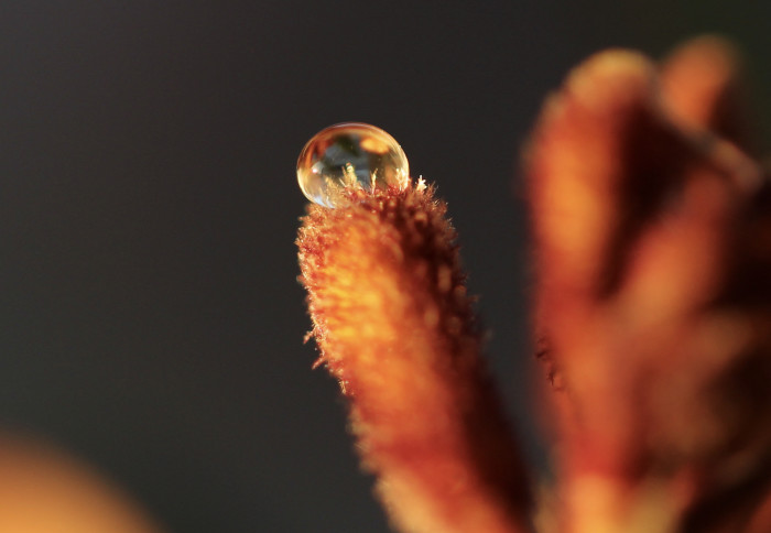 A water droplet, suspended on the fuzzy hairs of a kangaroo paw plant