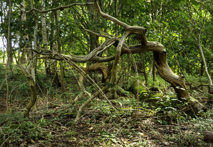 Forest in Silwood Park