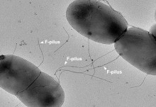 Gut bacteria use super-polymers to dodge antibiotics