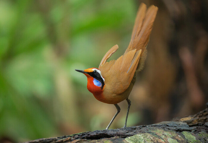 A bird with a colourful head and brown body showing its short wings