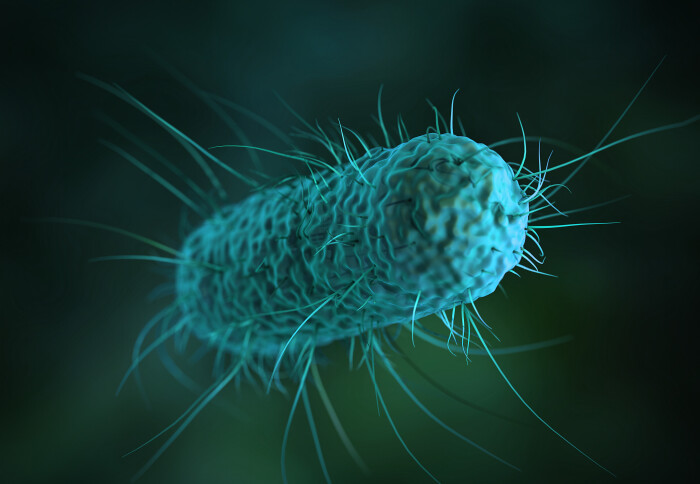 Graphic depiction of an E. coli bacterium
