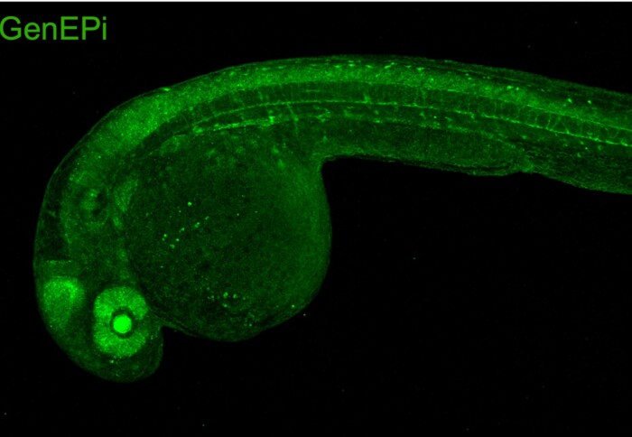 Microscope image of a zebrafish glowing bright green. You can see the whole fish from head to tail, from a side view. Its eye is particularly bright.