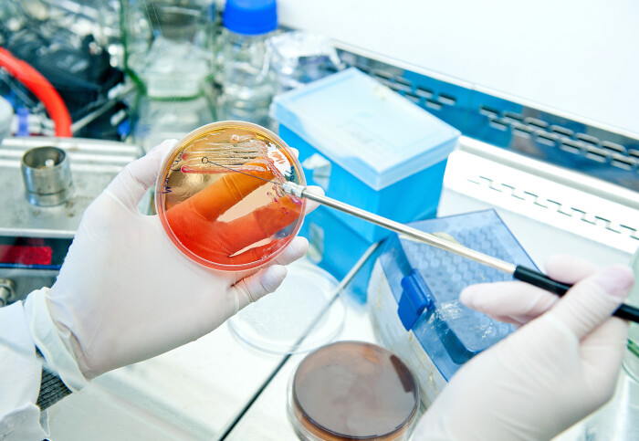 Close-up of hands spreading bacteria on a Petri dish in a lab