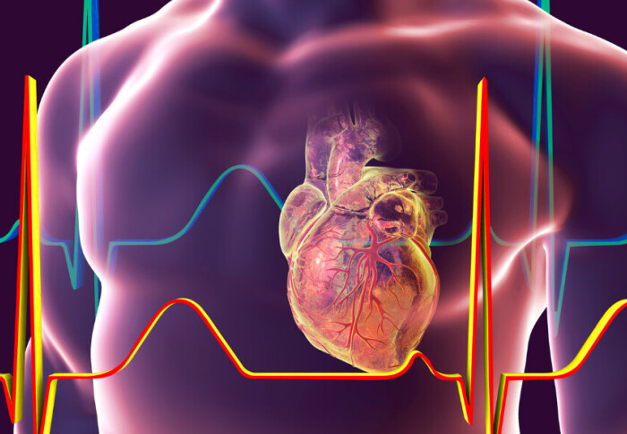 Animated heart in chest cavity with heartbeat in the foreground