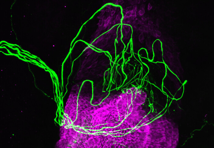 Hidden Way for Us to Feel Touch Uncovered by Imperial Researchers