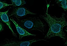 Using deep learning to improve rapid cellular imaging