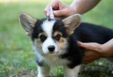 Handwashing a major source of pet pesticide pollution in UK rivers