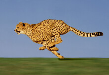 Cheetahs’ unrivalled speed explained by their ‘sweet spot’ size, finds study