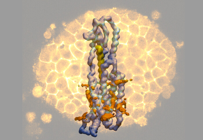 GLP-1R bound to cholesterol and in the back is the receptor in an islet