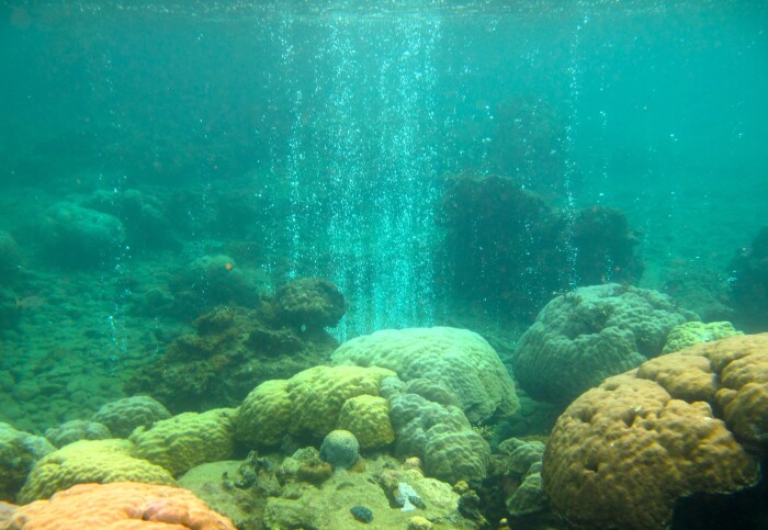Underwater view of coral reef with stream of bubbles