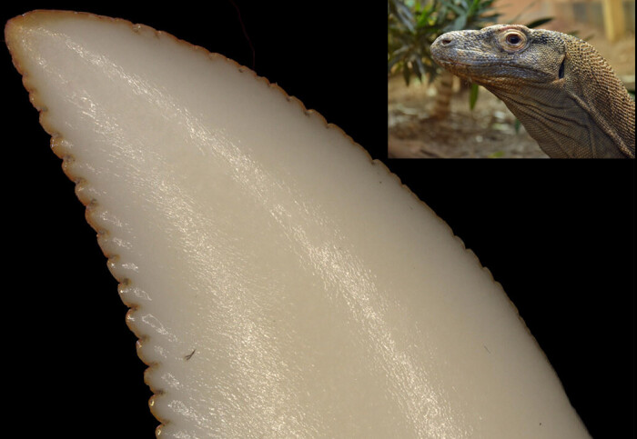 Komodo Dragon Teeth Komodo Dragons Have Iron Tipped Teeth To Rip Apart