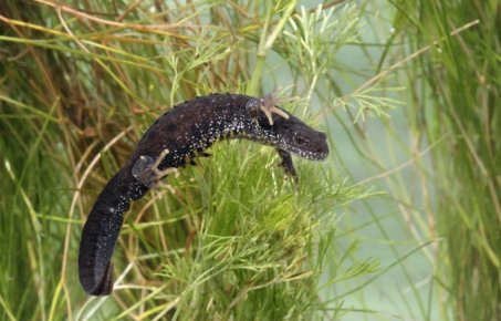 Great crested newt