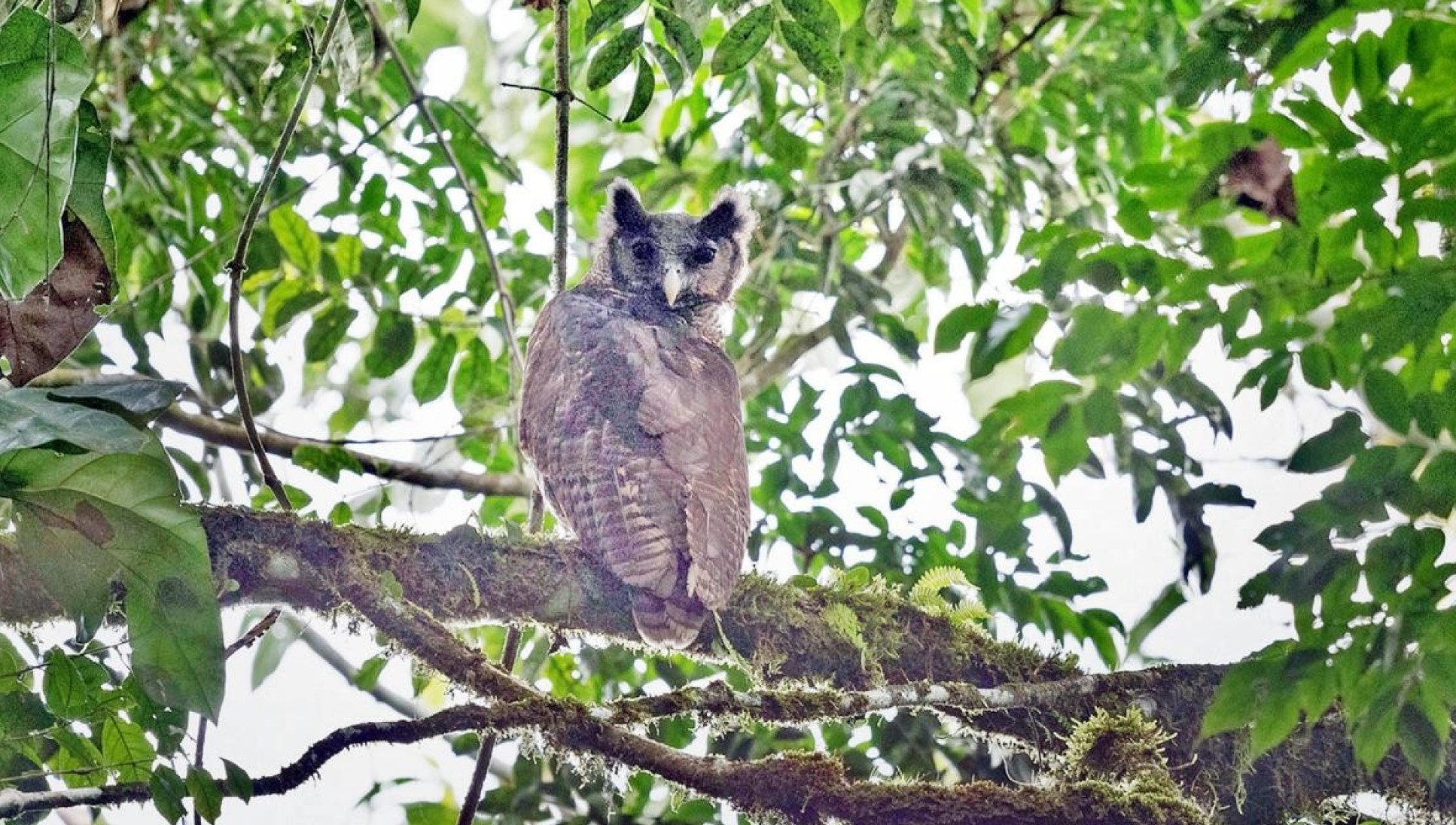 Owl sits on tree branch facing camera