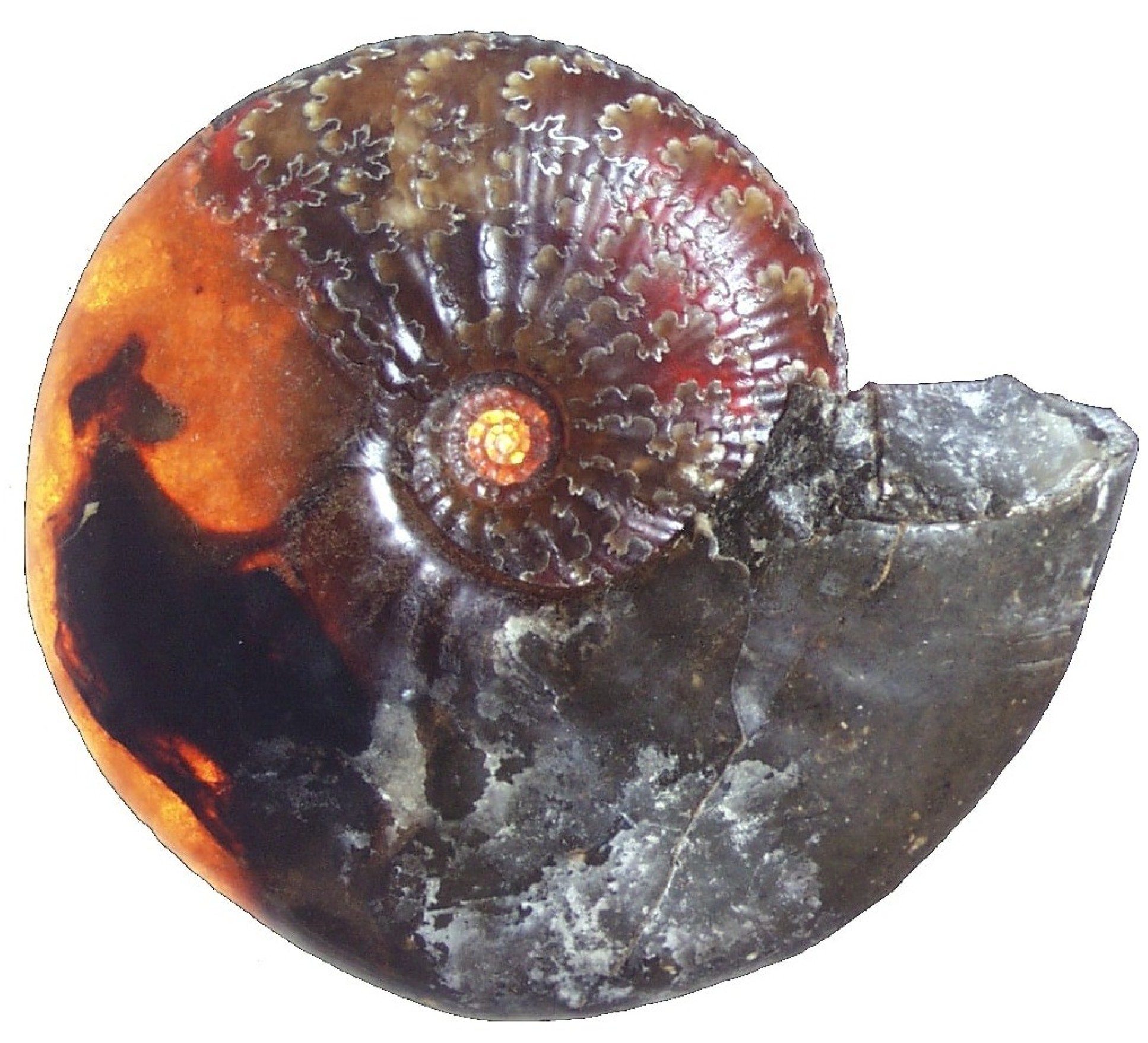 Photograph of the ammonite shell cast with a string backlight shining through the specimen. This light enables you to see the preserved internal organs (dark material on left against the yellow/orange colour of the ammonite infill)