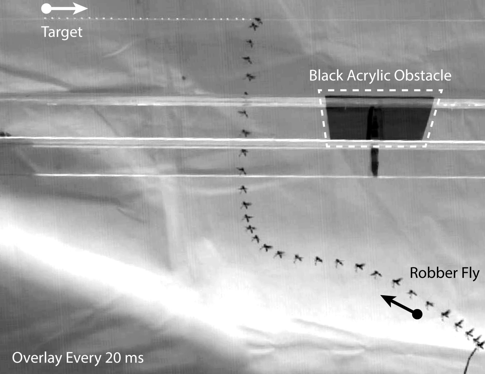 A sequential image, showing the path taken by the robber fly in the experiment