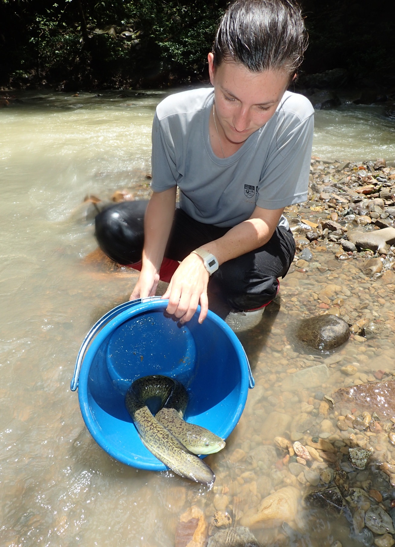 Woman releasing an eel form a bucket into a stream