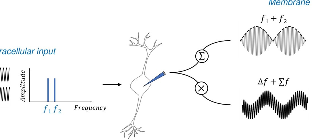 Phases of Feed-forward Neuronal Network Activity