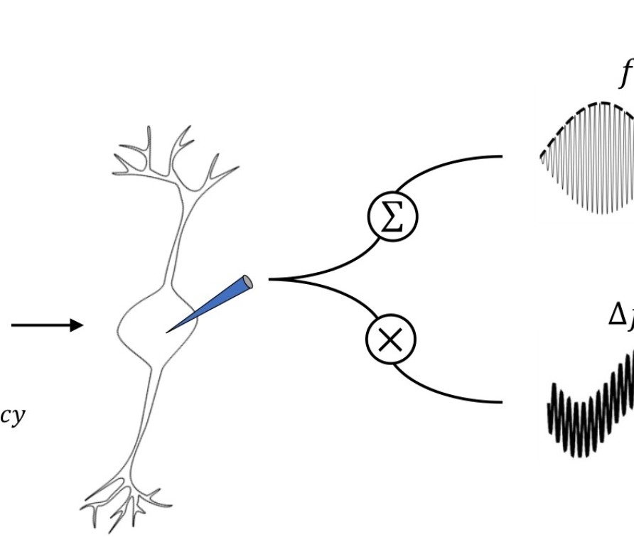 Phases of Feed-forward Neuronal Network Activity