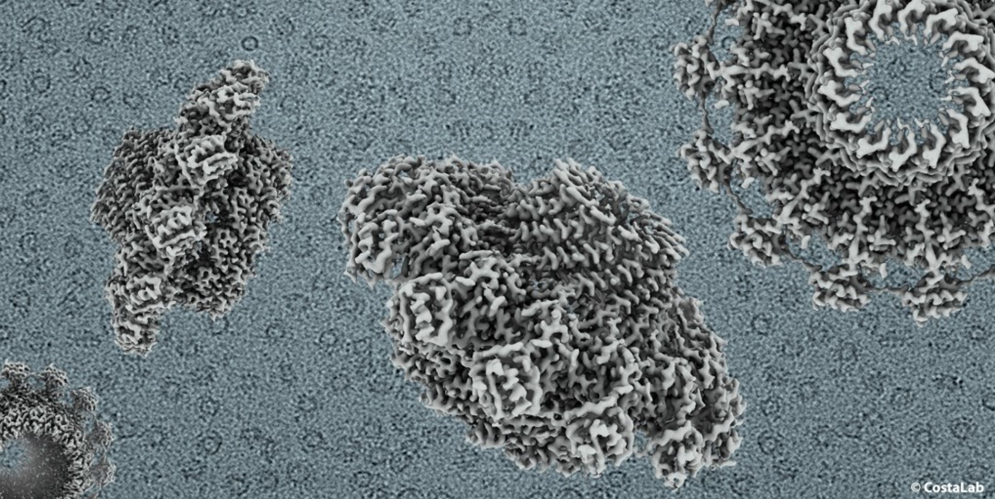 Cryo-EM map of the outer-membrane core complex from a bacterial Type IV Secretion System.