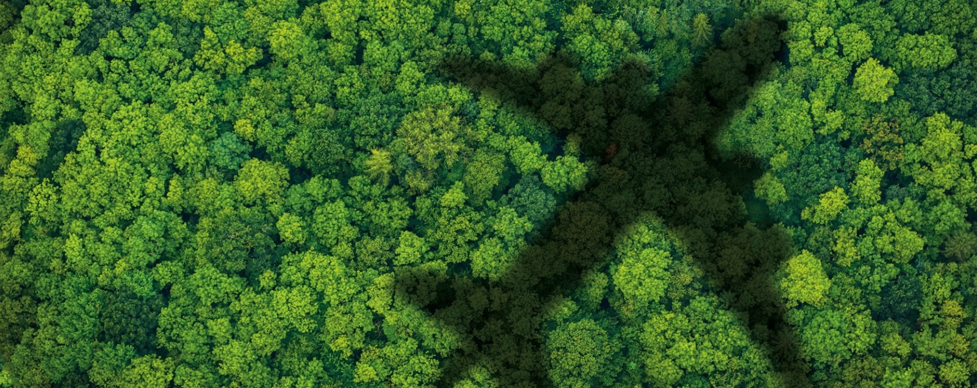 The shadow of an aeroplane pictured over a forest.