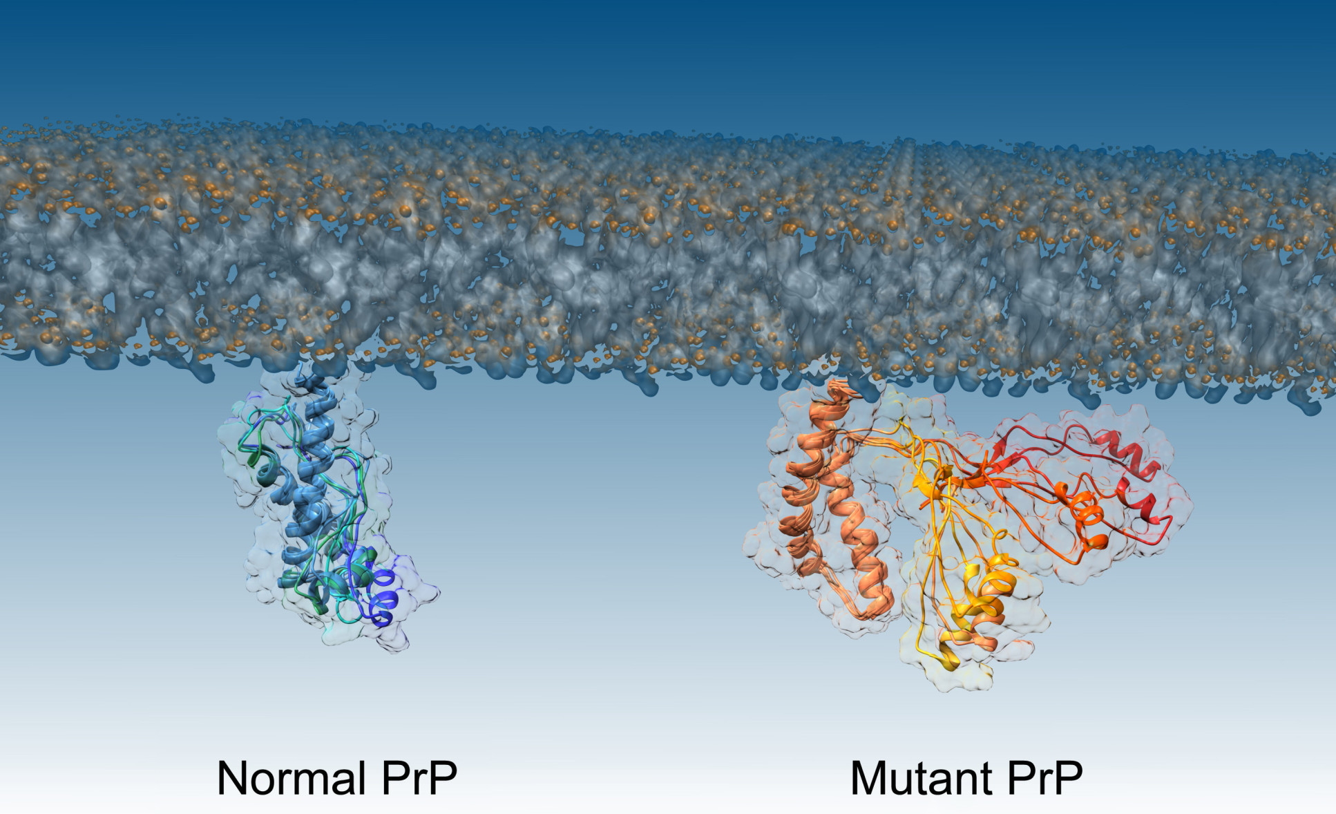 Illustration the molecular structure of normal PrP and mutatnt PrP proteins