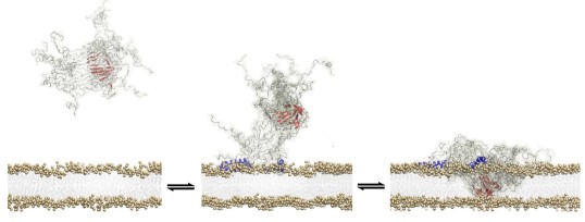 Mechanism of toxicity of alpha-synuclein oligomers