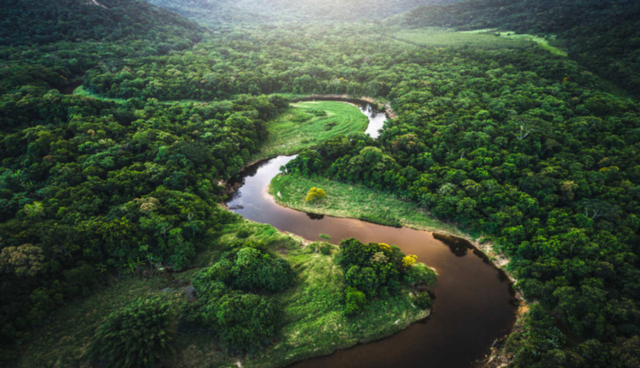 A Brazilian rainforest
