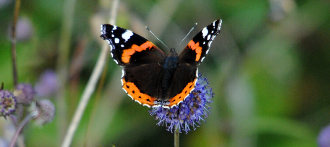 Photo of Red Admiral butterfly
