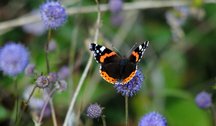 Big Butterfly Count at South Kensington