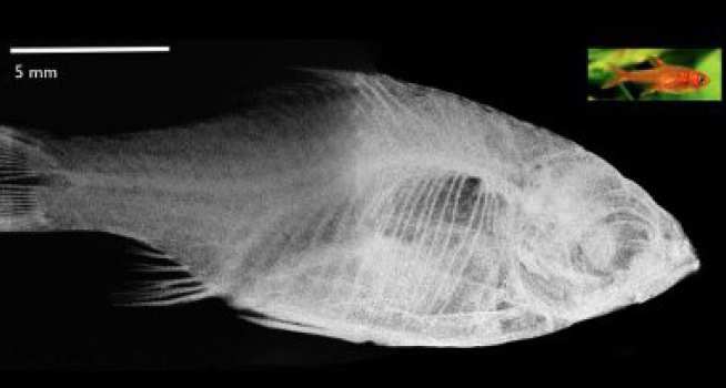 X-Ray image of a fish