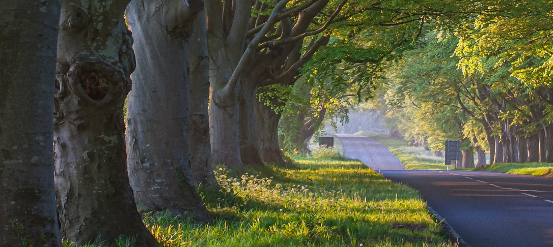 Trees lining a grey road