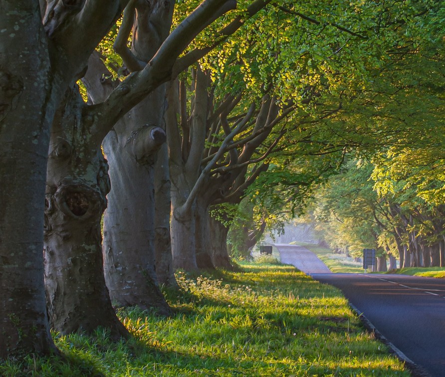 Trees lining a grey road