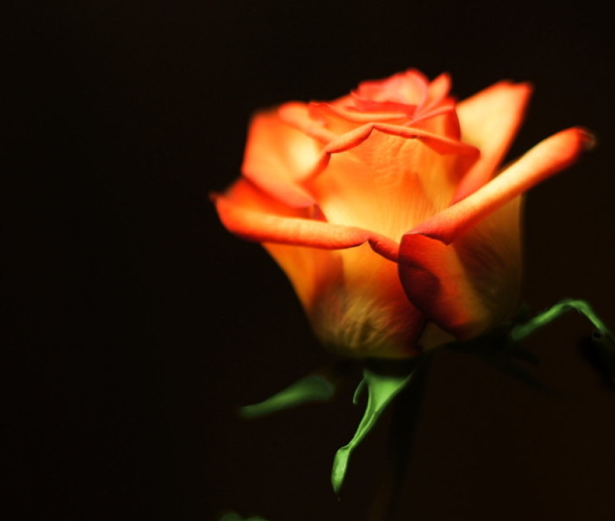 Close-up photo of an orange-red rose against a black background